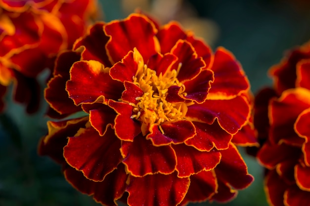 Flor de caléndula roja