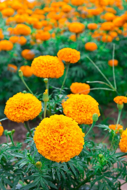 Flor de caléndula