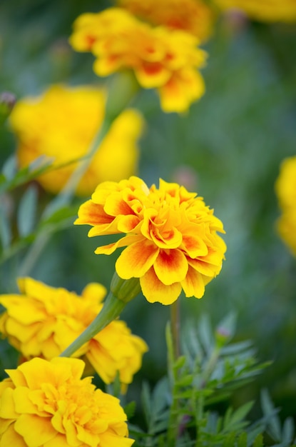 flor de caléndula