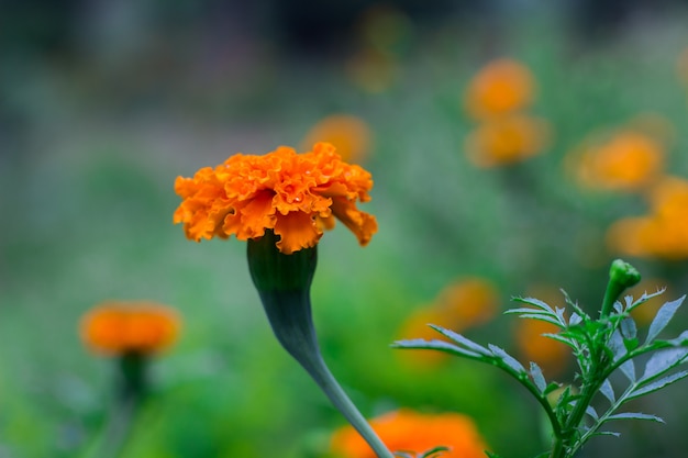 Flor de caléndula