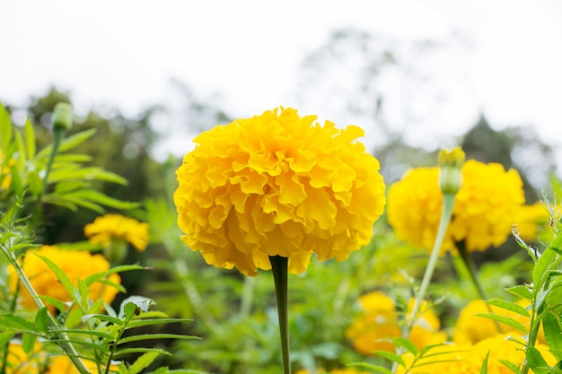 Flor de caléndulas amarillas en el jardín