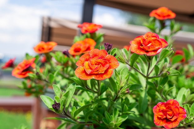 Flor de Calibrachoa En Flor