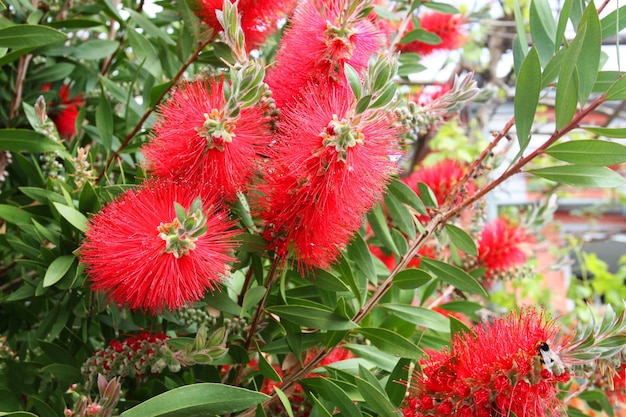 Flor de callistemon floreciente en el jardín