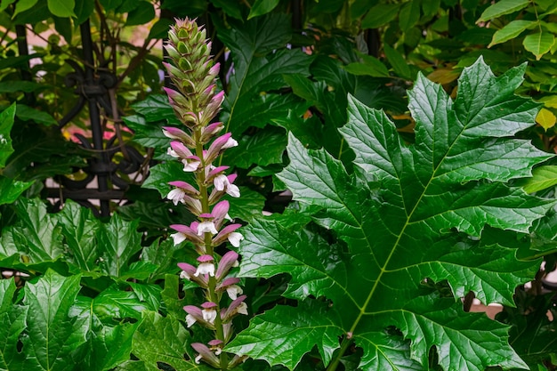 flor calzones de oso