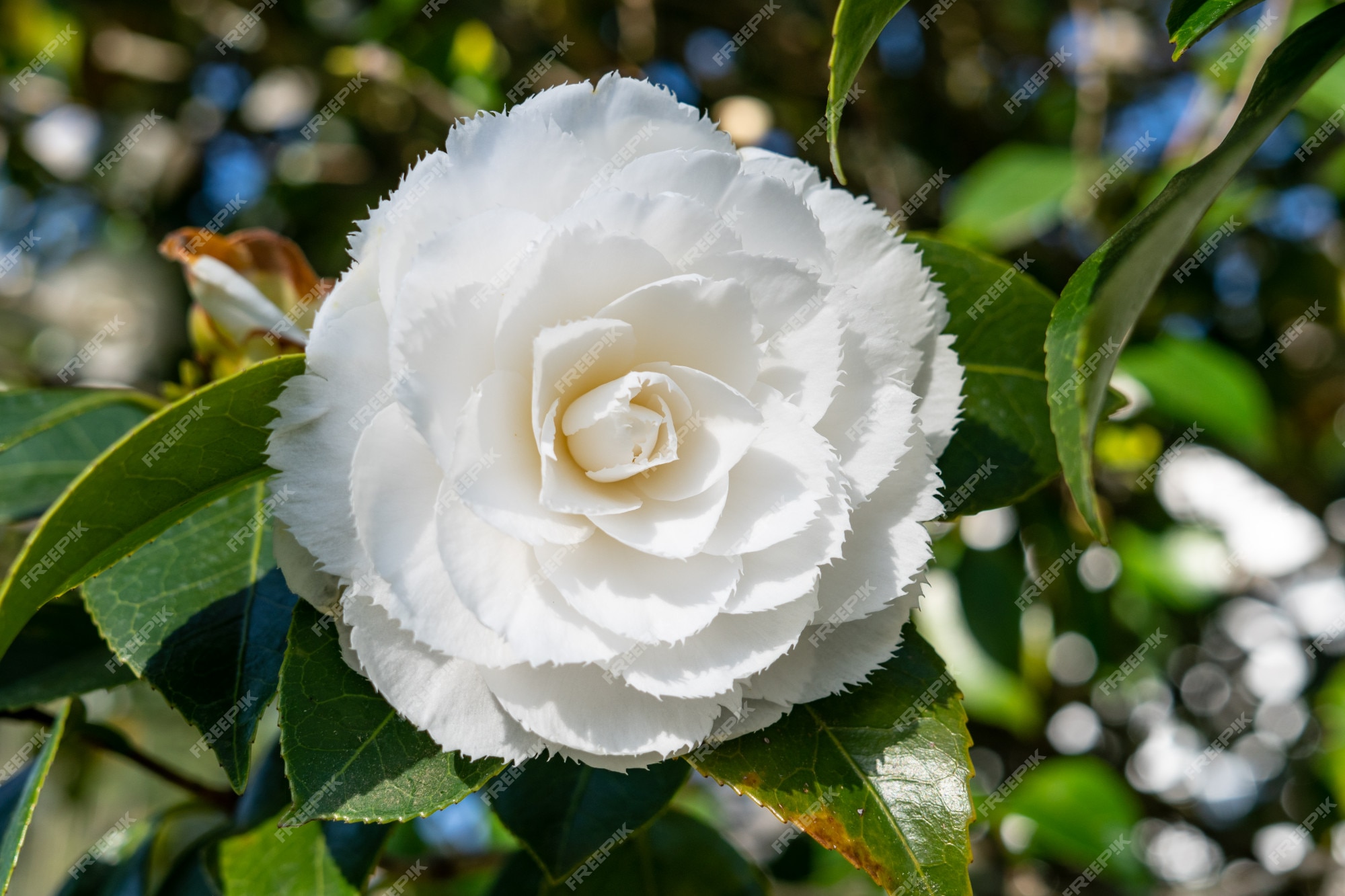 Flor de camelia blanca | Foto Premium