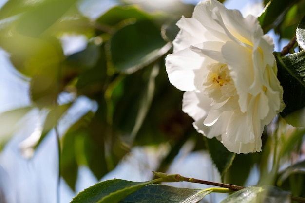 Flor de camelia blanca