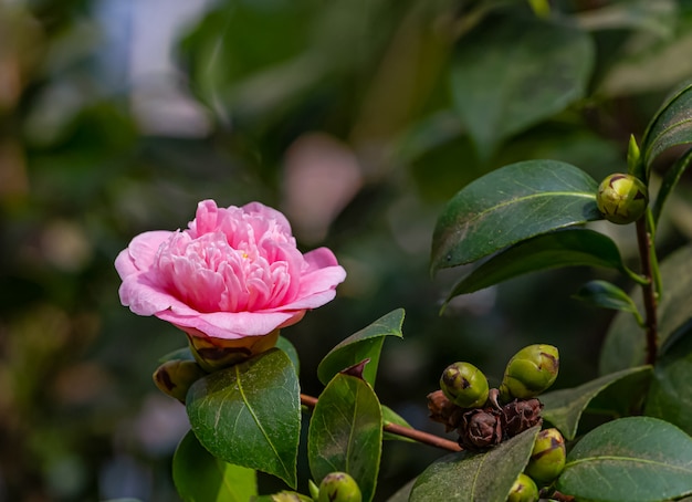 Flor de camelia con luz de la mañana