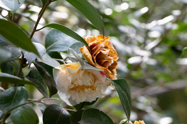 Flor de camelia que se desvanece en un arbusto después de una ola de frío, la  flor murió debido a las heladas en la primavera el c | Foto Premium