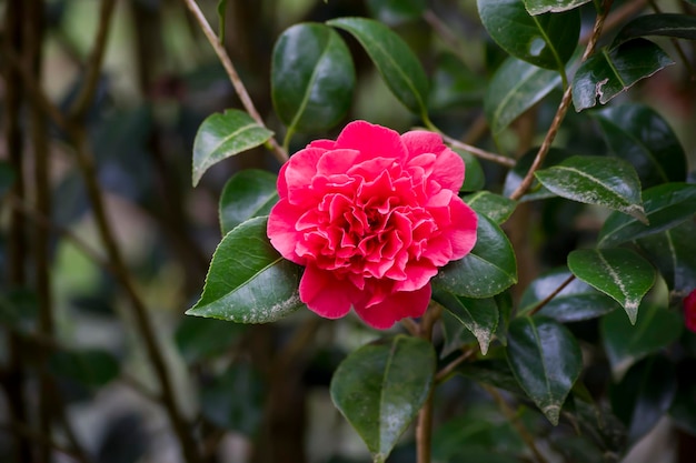 Foto flor de camelia roja