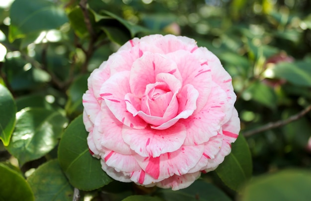 flor de camelia rosa sola