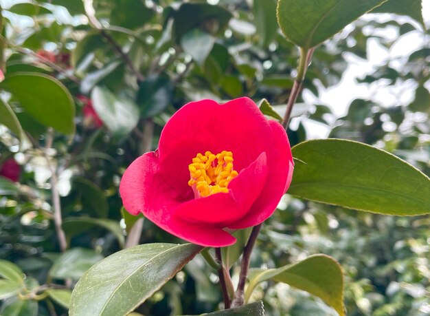 Foto la flor de la camelia