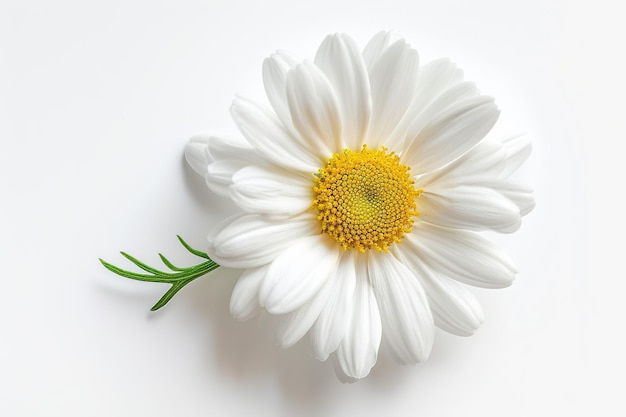 La flor de camomila de margarita blanca sobre un fondo blanco