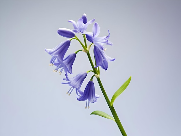 Foto flor de campana azul en el fondo del estudio flor de campana blanca única hermosa flor ai imagen generada