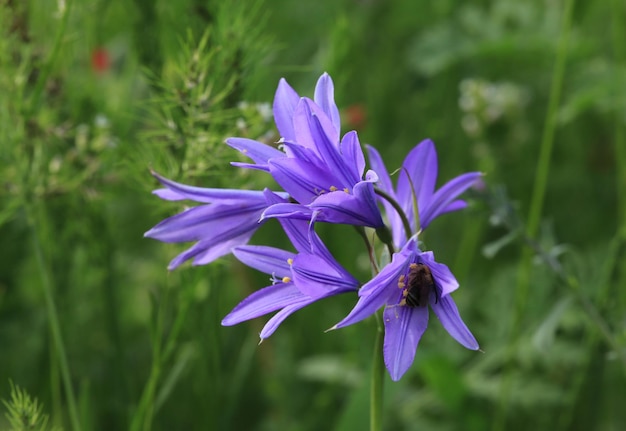 flor campana azul