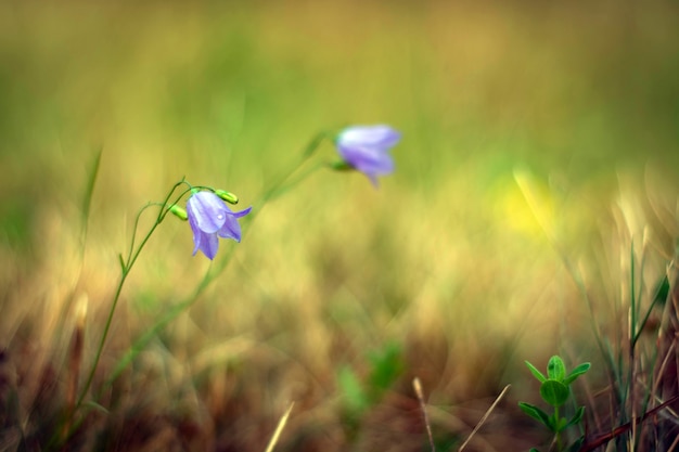 Flor de campana en un prado