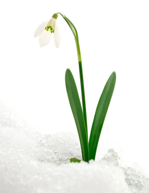 Flor de campanilla blanca aislada en blanco