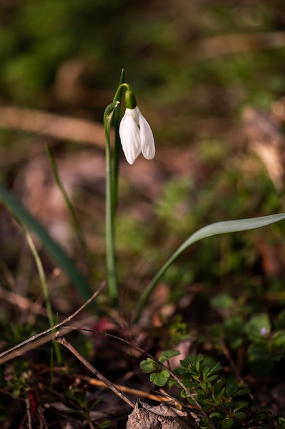 Una flor de campanilla blanca está en la hierba.