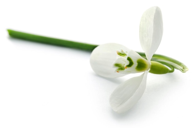 Flor de campanilla blanca sobre fondo blanco.