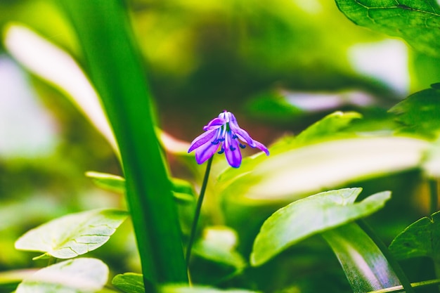 Flor de campanilla en el bosque de primavera con poca profundidad de campo.