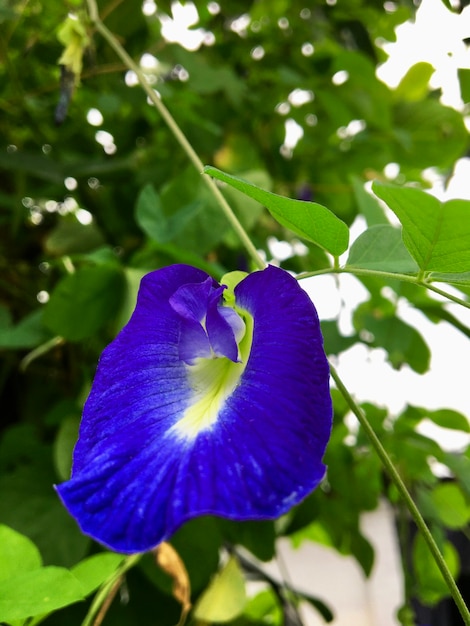 Flor de campanilla con hojas verdes