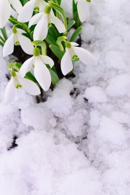Flor de campanilla de invierno que sale de la nieve real