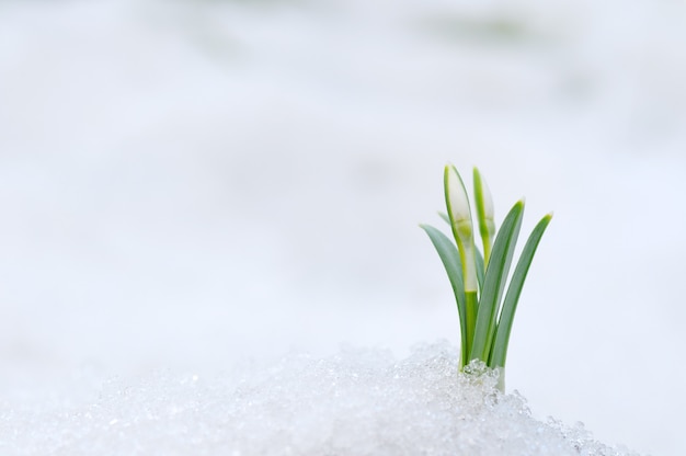 Flor de campanilla que sale de la nieve real