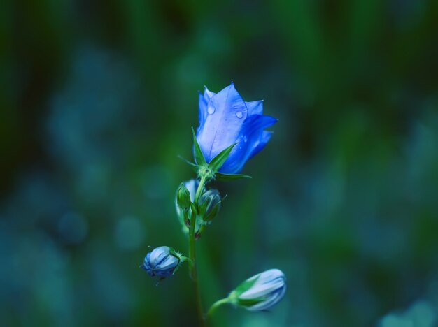 Flor de campanula de jardín