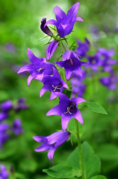 Flor de la campánula