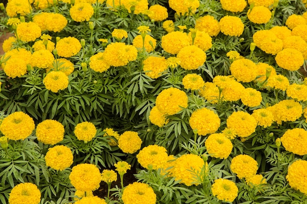 Flor de campo de flores de caléndula dorada