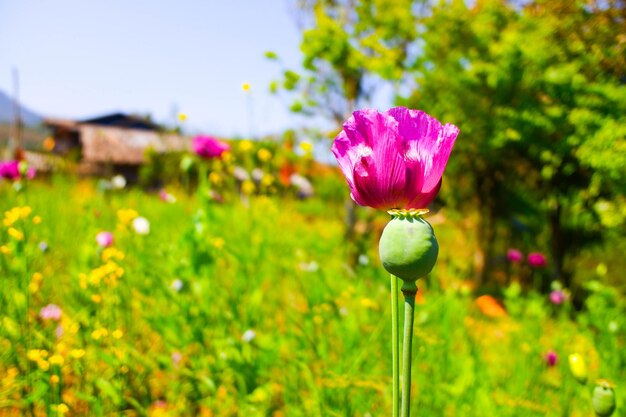 Una flor en un campo de flores.