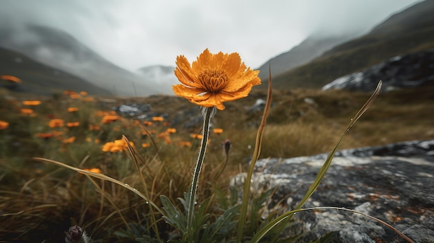 Una flor en un campo de flores.