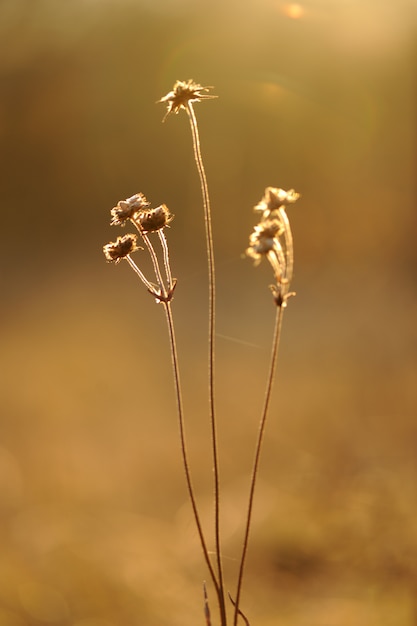 Foto flor de campo y hierba al atardecer de verano