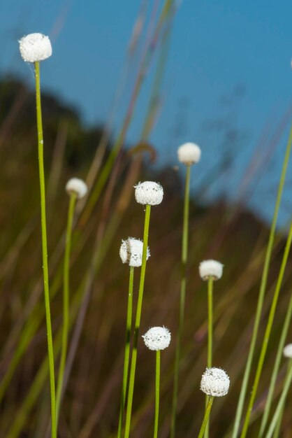 Flor en campo tropical