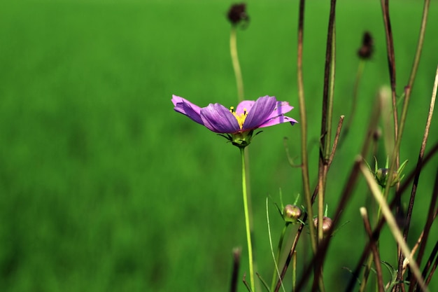 Una flor en un campo de verde.