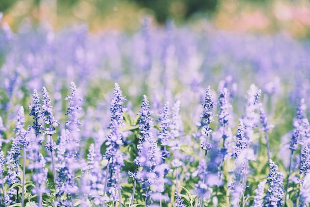la flor de los campos de lavanda la salvia azul la flor que florece en el jardín de primavera la salvia farinacea