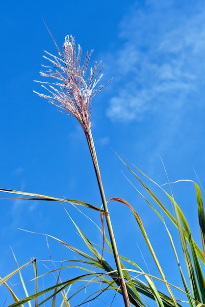 Flor de la caña de azucar