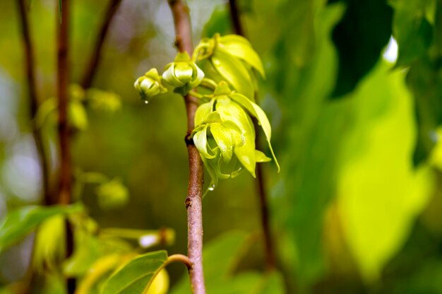 Una flor de cananga odorata conocida como foco seleccionado de cananga