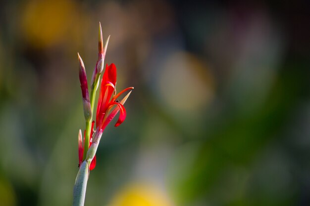 Flor de Canna Indica