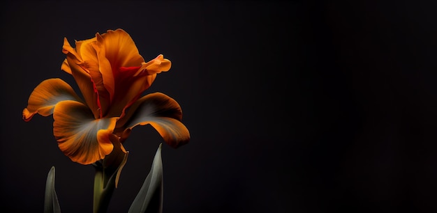 Flor de canna naranja oscuro en fondo negro