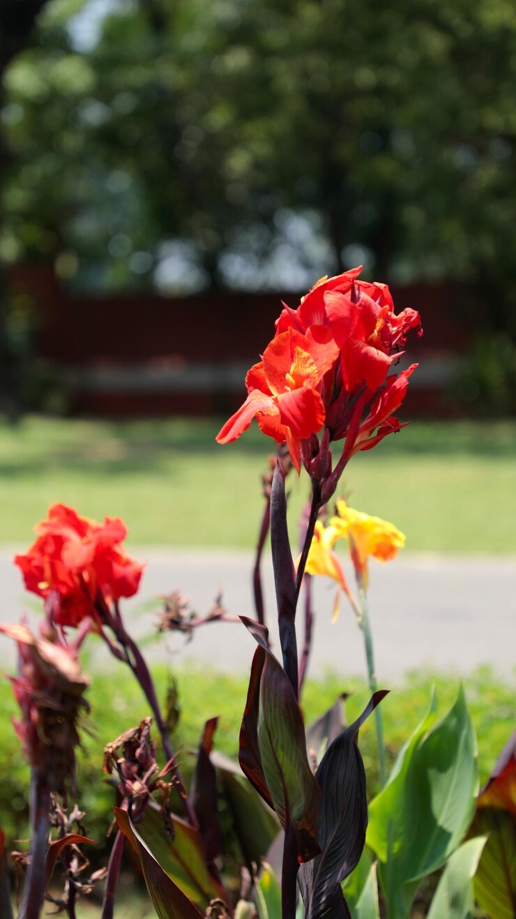 Flor de Canna naranja y roja brillante que florece
