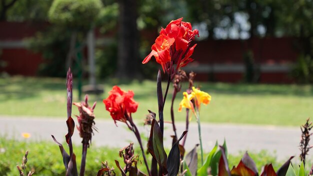 Flor de Canna naranja y roja brillante que florece