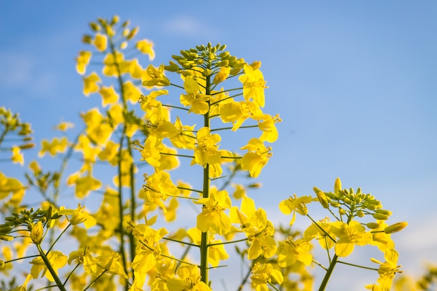 Flor de canola amarilla en verano.