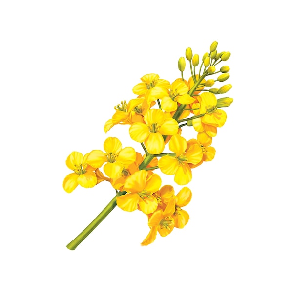 flor de canola en blanco