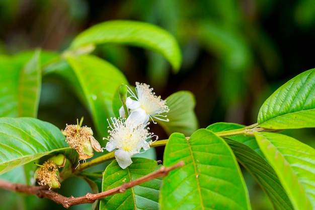 Flor y capullo de guayaba verde