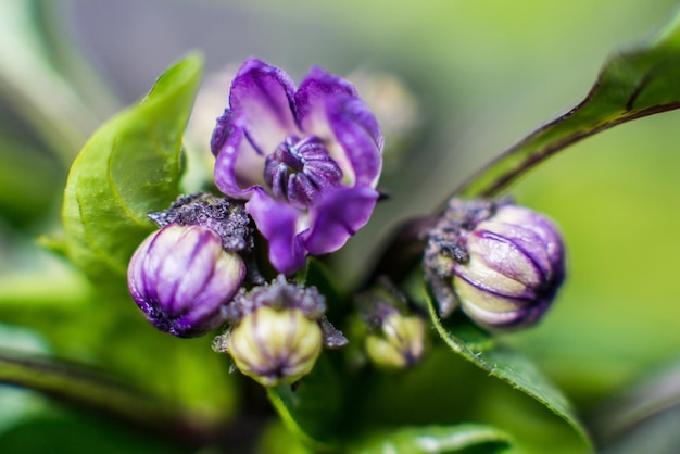 Flor y capullo de pimiento agro