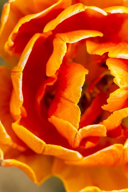 Una flor de capullo de tulipán naranja desde arriba. Tomada en estudio con una 5D mark III.