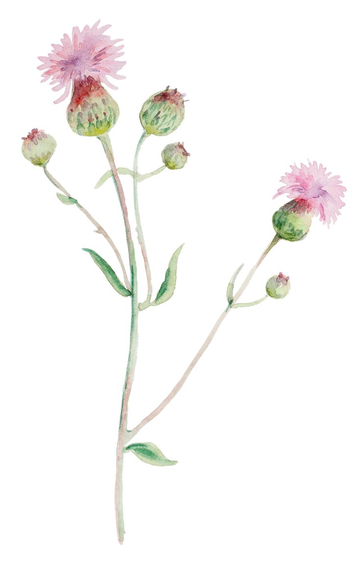 Flor de cardo en acuarela dibujada a mano aislada sobre fondo blanco. Hierba botánica flores silvestres pintadas a mano.