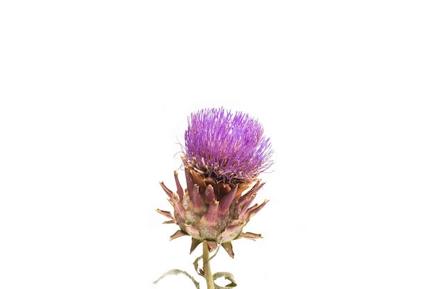 Flor de cardo aislado sobre un fondo blanco con espacio de copia