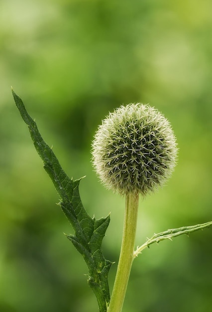 Flor de cardo de globo azul que florece contra un fondo verde de la naturaleza en un parque Echinops creciendo y floreciendo en un campo en verano Hermosas plantas perennes salvajes y robustas en ciernes en un jardín trasero