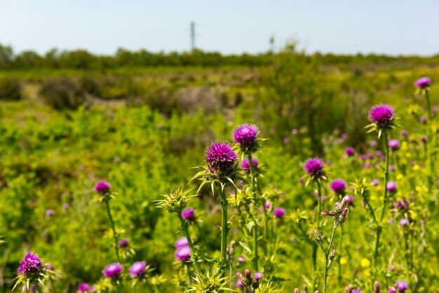 Flor de cardo, hierbas